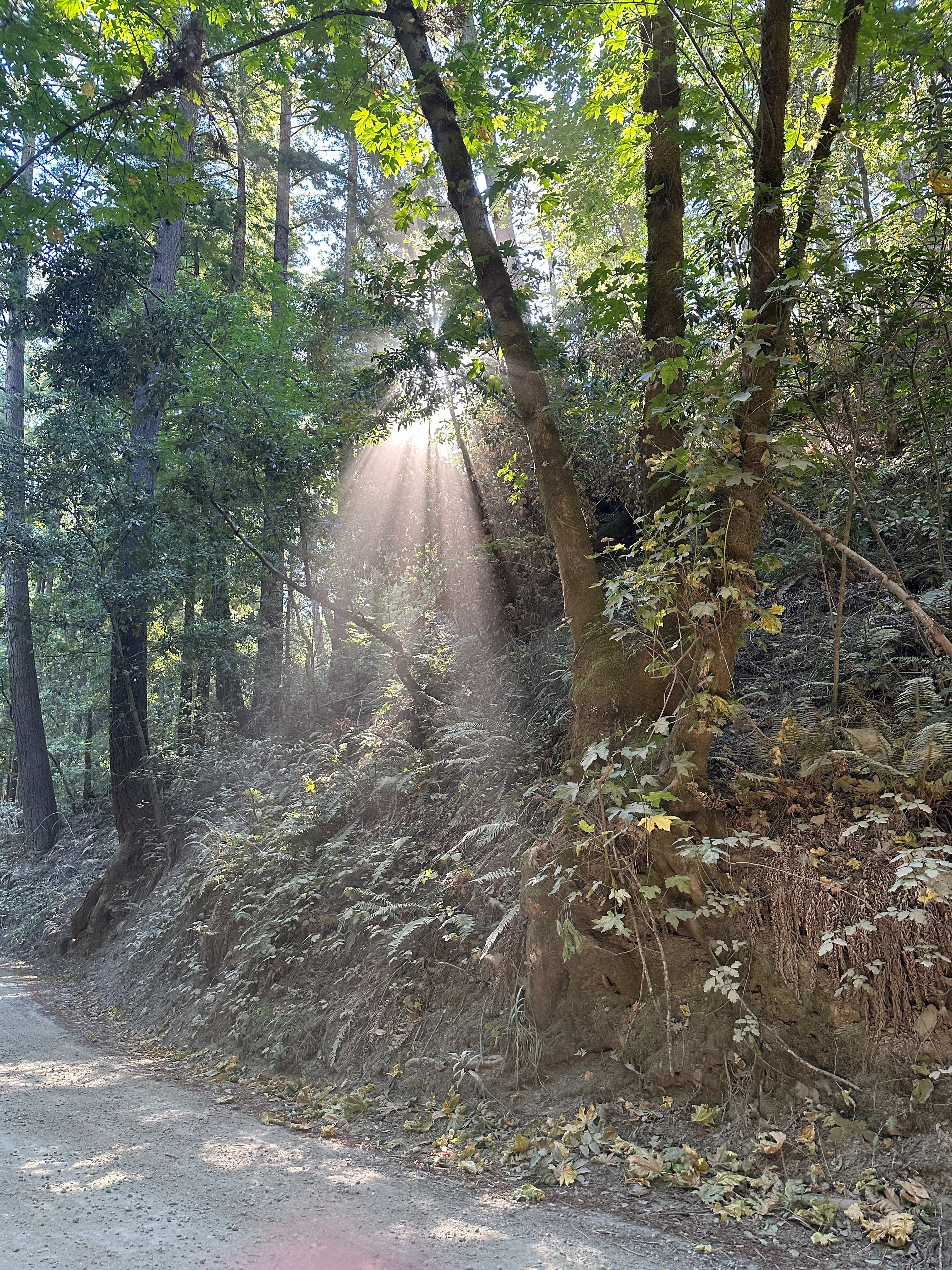 New Beginnings: Gratitude, Clarity, and Setting Intentions