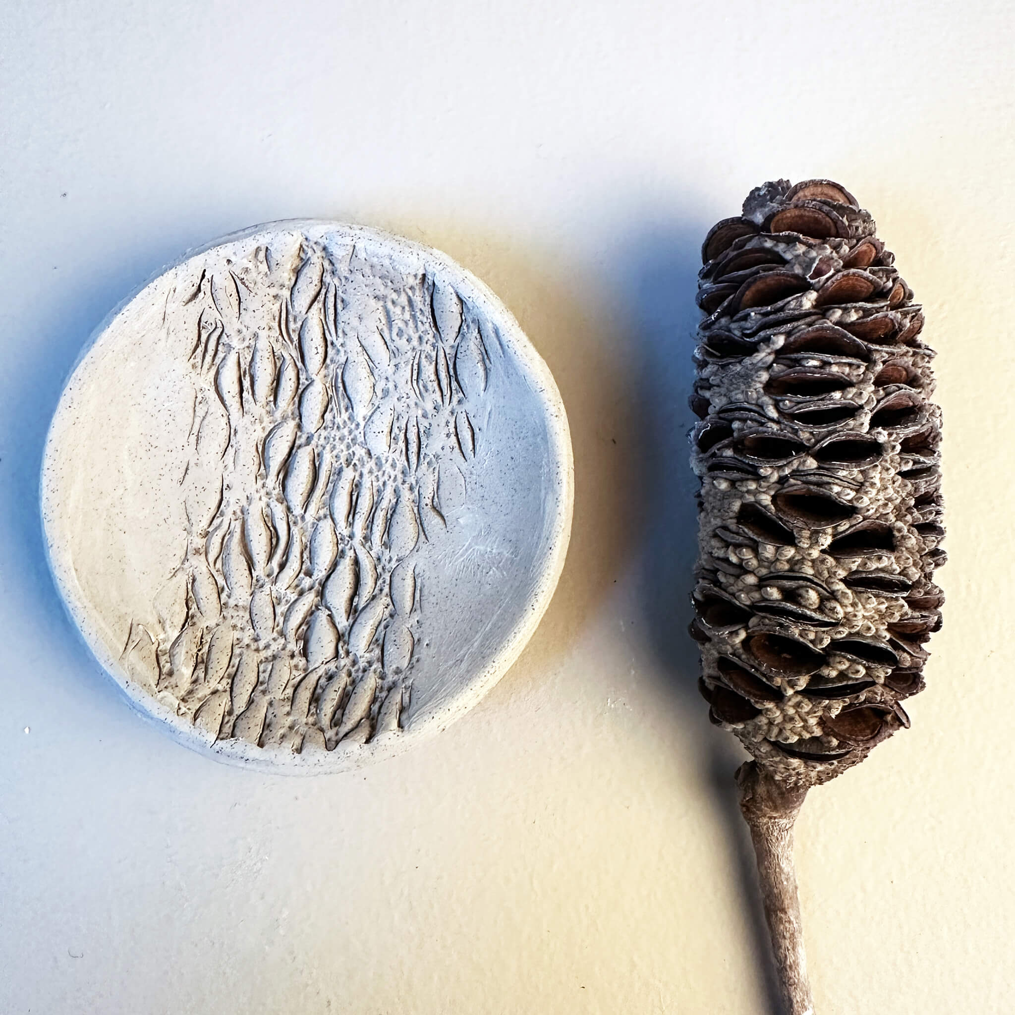 Real Banksia pod used to create the texture impression in the Sierra Banksia handmade ceramic ring dish, by Jester Swink